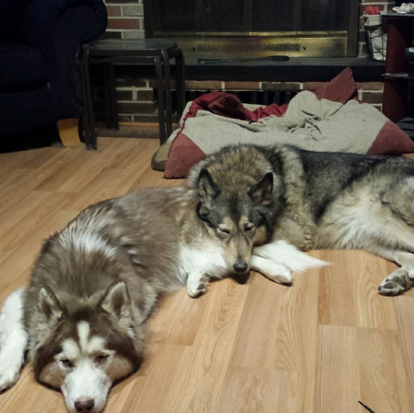 ๐บ Pet friendly closet ๐บ - Picture 2 of 3